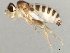  ( - 10BBDIP-2149)  @12 [ ] CreativeCommons - Attribution (2010) CBG Photography Group Centre for Biodiversity Genomics