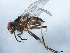  ( - 10BBDIP-2237)  @13 [ ] CreativeCommons - Attribution (2010) CBG Photography Group Centre for Biodiversity Genomics