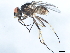  ( - 10BBDIP-2247)  @13 [ ] CreativeCommons - Attribution (2010) CBG Photography Group Centre for Biodiversity Genomics