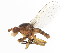  ( - 10BBDIP-0644)  @14 [ ] CreativeCommons - Attribution (2010) CBG Photography Group Centre for Biodiversity Genomics