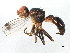  ( - 10BBDIP-0650)  @13 [ ] CreativeCommons - Attribution (2010) CBG Photography Group Centre for Biodiversity Genomics