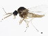  ( - 10BBDIP-0719)  @13 [ ] CreativeCommons - Attribution (2010) CBG Photography Group Centre for Biodiversity Genomics