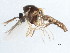  ( - 10BBDIP-0729)  @13 [ ] CreativeCommons - Attribution (2010) CBG Photography Group Centre for Biodiversity Genomics