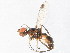  ( - 10BBDIP-0929)  @12 [ ] CreativeCommons - Attribution (2010) CBG Photography Group Centre for Biodiversity Genomics