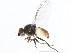  ( - 10BBDIP-0935)  @13 [ ] CreativeCommons - Attribution (2010) CBG Photography Group Centre for Biodiversity Genomics