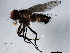  ( - 10BBDIP-0960)  @12 [ ] CreativeCommons - Attribution (2010) CBG Photography Group Centre for Biodiversity Genomics
