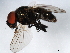  ( - 10BBDIP-0811)  @13 [ ] CreativeCommons - Attribution (2010) CBG Photography Group Centre for Biodiversity Genomics