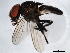  (Fannia pusio - 10BBDIP-0814)  @14 [ ] CreativeCommons - Attribution (2010) CBG Photography Group Centre for Biodiversity Genomics