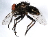  ( - 10BBDIP-0843)  @13 [ ] CreativeCommons - Attribution (2010) CBG Photography Group Centre for Biodiversity Genomics
