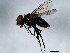  ( - 10BBDIP-0847)  @13 [ ] CreativeCommons - Attribution (2010) CBG Photography Group Centre for Biodiversity Genomics