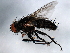  ( - 10BBDIP-0985)  @13 [ ] CreativeCommons - Attribution (2010) CBG Photography Group Centre for Biodiversity Genomics
