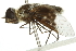  (Thyridanthrax fenestratoides - 10BBDIP-0232)  @11 [ ] CreativeCommons - Attribution (2010) CBG Photography Group Centre for Biodiversity Genomics