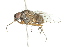  ( - 10BBDIP-0457)  @13 [ ] CreativeCommons - Attribution (2010) CBG Photography Group Centre for Biodiversity Genomics