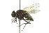  ( - 10BBDIP-0464)  @12 [ ] CreativeCommons - Attribution (2010) CBG Photography Group Centre for Biodiversity Genomics