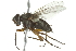  (Erythrandra - 10BBDIP-0494)  @13 [ ] CreativeCommons - Attribution (2010) CBG Photography Group Centre for Biodiversity Genomics