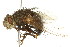  ( - 10BBDIP-0376)  @13 [ ] CreativeCommons - Attribution (2010) CBG Photography Group Centre for Biodiversity Genomics