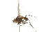  ( - 10BBDIP-0396)  @12 [ ] CreativeCommons - Attribution (2010) CBG Photography Group Centre for Biodiversity Genomics