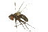  ( - 10BBDIP-0422)  @13 [ ] CreativeCommons - Attribution (2010) CBG Photography Group Centre for Biodiversity Genomics