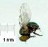  (Melanagromyza metallica - gvc10289-1L)  @12 [ ] Copyright (2004) Unspecified Unspecified
