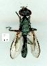  (Plagiostenopterina - gvc11163-1L)  @13 [ ] Copyright (2004) Unspecified Unspecified
