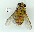  (Anacamptomyiini - gvc11832-1L)  @12 [ ] Copyright (2004) Unspecified Unspecified