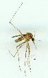  ( - gvc11917-1L)  @13 [ ] Copyright (2004) Unspecified Unspecified