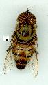 ( - gvc12235-1L)  @12 [ ] Copyright (2004) Unspecified Unspecified