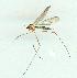  (Gonomyia cairnensis - gvc12363-1L)  @13 [ ] Copyright (2004) Unspecified Unspecified