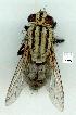  (Sarcophaga kappa - gvc12751-1L)  @14 [ ] Copyright (2004) Unspecified Unspecified