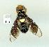  (Calosphenisca unicuneata - gvc12787-1L)  @11 [ ] Copyright (2004) Unspecified Unspecified