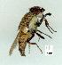  (Stomorhina pollinosa - gvc12924-1L)  @12 [ ] Copyright (2004) Unspecified Unspecified