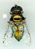  (Austalis smaragdi - gvc13756-1L)  @14 [ ] Copyright (2004) Unspecified Unspecified