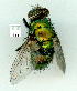  (Lucilia cuprina - gvc9493-1L)  @13 [ ] Copyright (2004) Unspecified Unspecified
