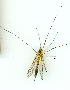  ( - gvc9606-1L)  @12 [ ] Copyright (2004) Unspecified Unspecified
