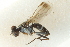  ( - gvc17210-1L)  @12 [ ] CreativeCommons - Attribution (2012) CBG Photography Group Centre for Biodiversity Genomics
