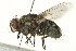  ( - gvc17329-1L)  @14 [ ] CreativeCommons - Attribution (2012) CBG Photography Group Centre for Biodiversity Genomics