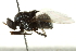  ( - gvc17346-1L)  @12 [ ] CreativeCommons - Attribution (2012) CBG Photography Group Centre for Biodiversity Genomics
