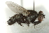  ( - gvc17423-1L)  @13 [ ] CreativeCommons - Attribution (2012) CBG Photography Group Centre for Biodiversity Genomics