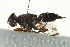  (Elassogaster - gvc17492-1L)  @13 [ ] CreativeCommons - Attribution (2012) CBG Photography Group Centre for Biodiversity Genomics