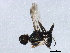  ( - gvc17591-1L)  @12 [ ] CreativeCommons - Attribution (2012) CBG Photography Group Centre for Biodiversity Genomics