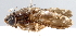  (Australinina - gvc17990-1L)  @13 [ ] CreativeCommons - Attribution (2012) CBG Photography Group Centre for Biodiversity Genomics
