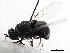  ( - gvc18052-1L)  @13 [ ] CreativeCommons - Attribution (2012) CBG Photography Group Centre for Biodiversity Genomics