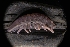  ( - LACM:DISCO:1468)  @11 [ ] CreativeCommons  Attribution (by) (2018) Natural History Museum of Los Angeles County Natural History Museum of Los Angeles County