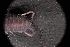  ( - LACM:DISCO:1468)  @11 [ ] CreativeCommons  Attribution (by) (2018) Natural History Museum of Los Angeles County Natural History Museum of Los Angeles County