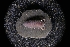  ( - LACM:DISCO:1468)  @11 [ ] CreativeCommons  Attribution (by) (2018) Natural History Museum of Los Angeles County Natural History Museum of Los Angeles County
