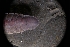  ( - LACM:DISCO:1468)  @11 [ ] CreativeCommons  Attribution (by) (2018) Natural History Museum of Los Angeles County Natural History Museum of Los Angeles County