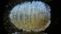 ( - LACM:DISCO:2707)  @11 [ ] CreativeCommons  Attribution (by) (2018) Natural History Museum of Los Angeles County Natural History Museum of Los Angeles County