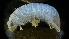  ( - LACM:DISCO:2707)  @11 [ ] CreativeCommons  Attribution (by) (2018) Natural History Museum of Los Angeles County Natural History Museum of Los Angeles County