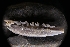  ( - LACM:DISCO:2726)  @11 [ ] CreativeCommons  Attribution (by) (2018) Natural History Museum of Los Angeles County Natural History Museum of Los Angeles County