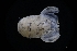  ( - LACM:DISCO:2736)  @11 [ ] CreativeCommons  Attribution (by) (2018) Natural History Museum of Los Angeles County Natural History Museum of Los Angeles County